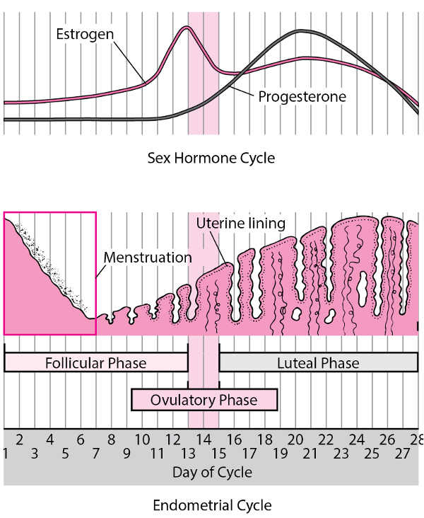 Graph of menstrual cycle