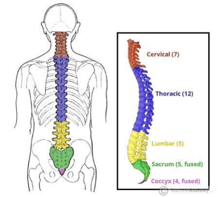 Spine