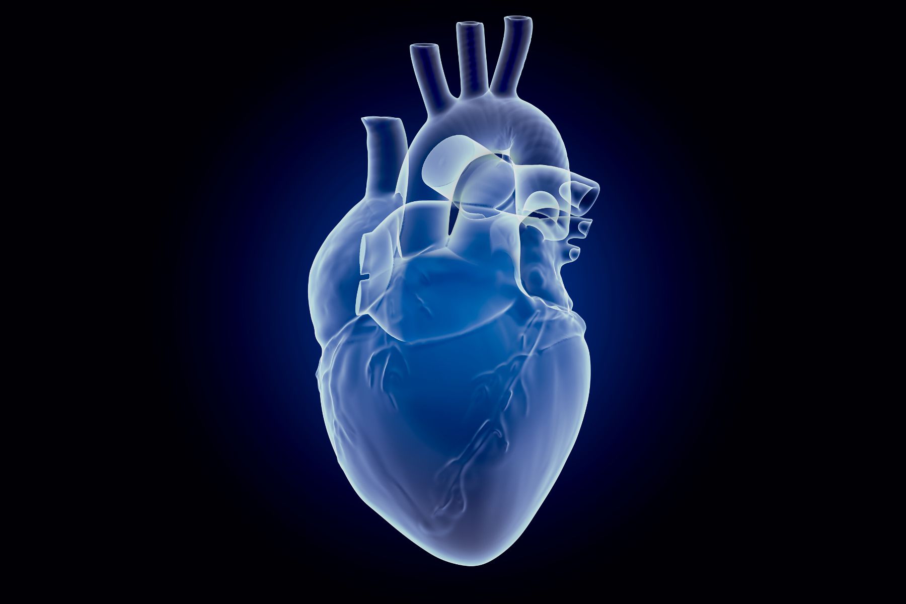 graphic of the human heart