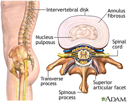 Spine